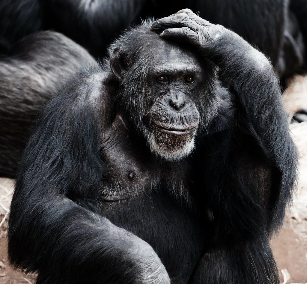 ape thinking