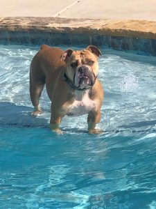An Old English Bulldog standing in a swimming pool